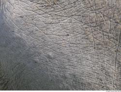 Photo Textures of Animals Skin